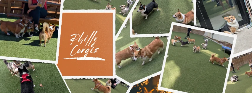 Corgis Of Philadelphia hero image