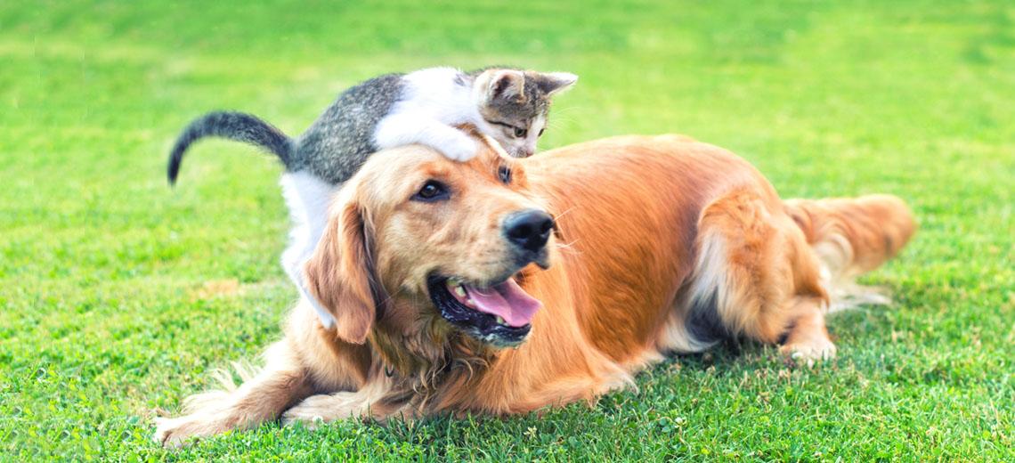 How to Find Pet Friendly Low Income Housing - Understood Care article illustration