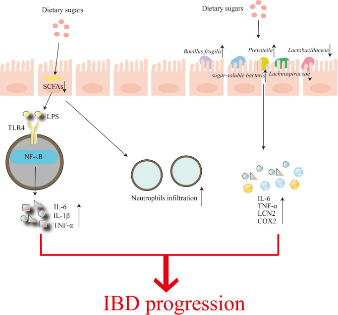 diagram of how sugar negatively impacts gut health
