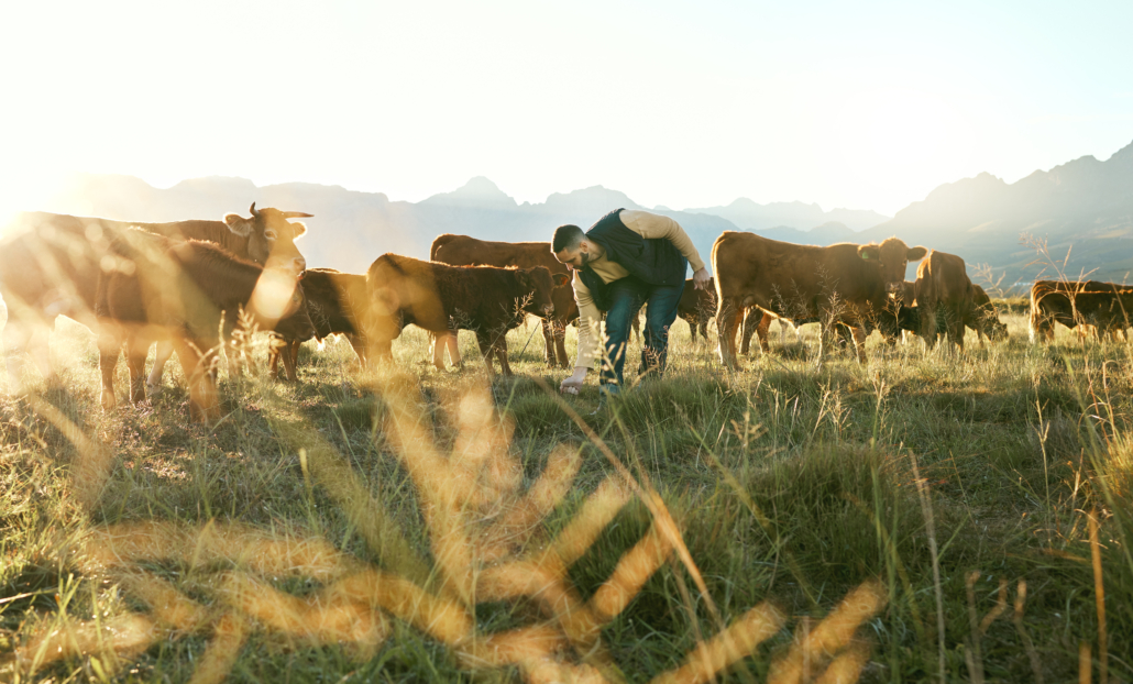 Agro, agriculture and man on farm with cattle or livestock on field for diary, milk or beef meat. Sustainability, farming and male farmer with cows checking grass health on countryside land outdoors