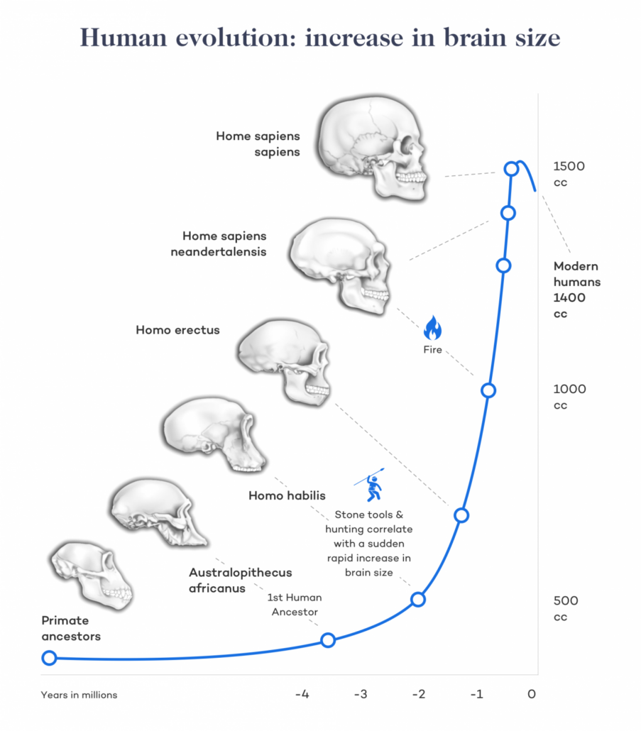 human-evo-brain-size@2x-1347x1536