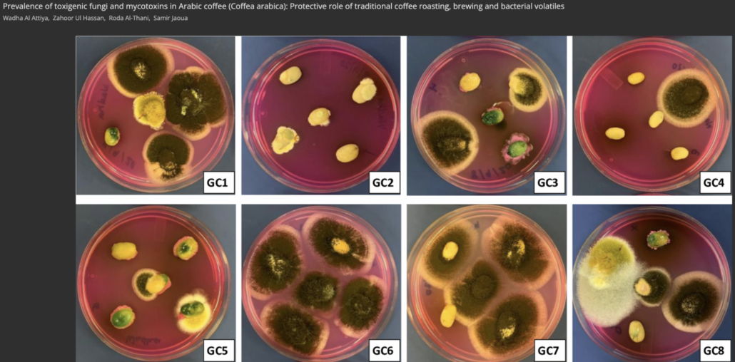 photographs of coffee beans growing mold