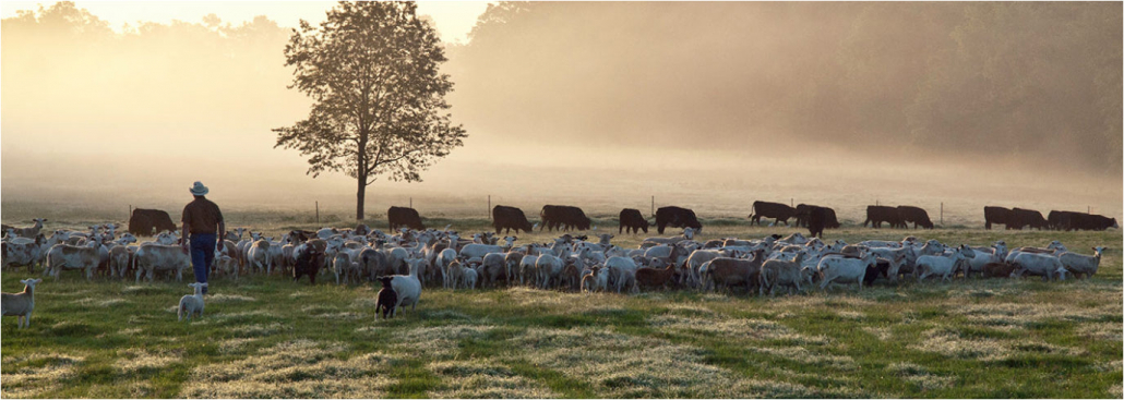 image of cows on a pasture at sunrise