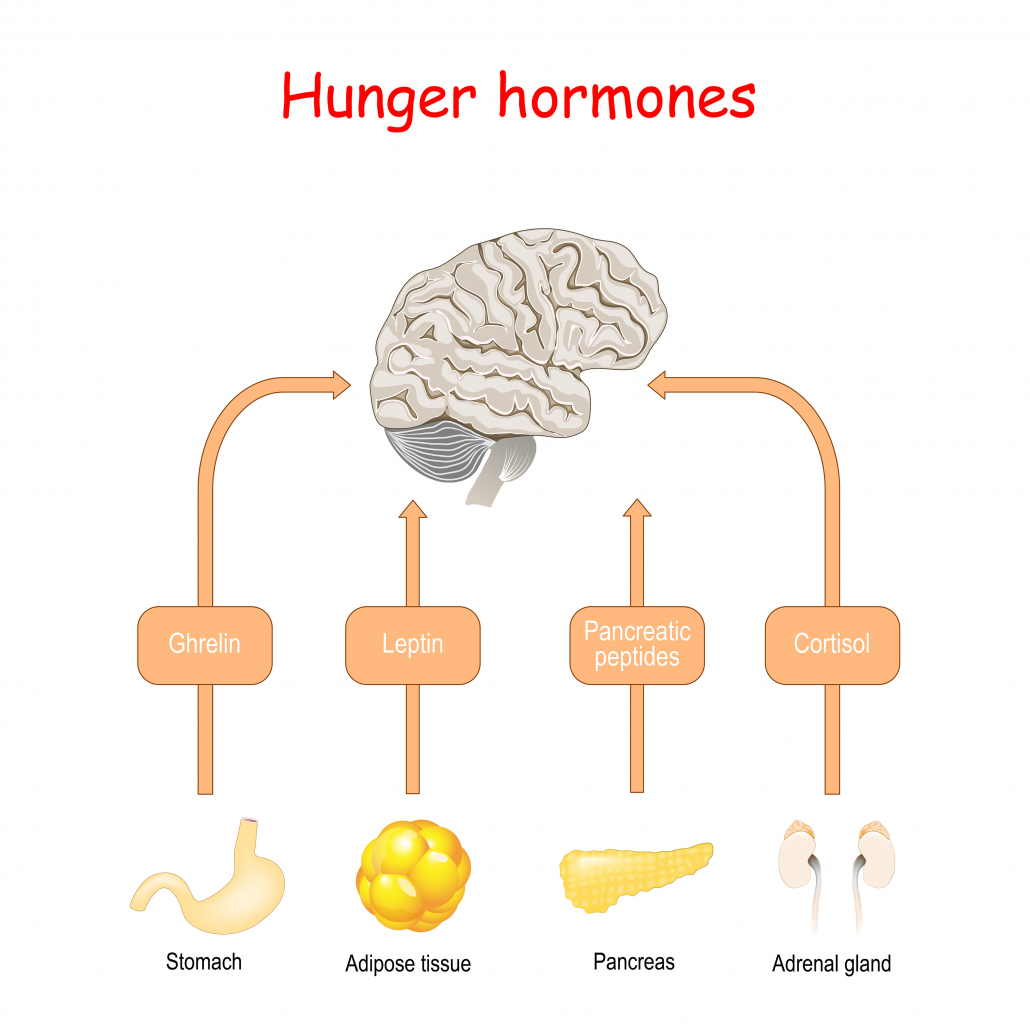 Hunger hormones and Appetite. Cortisol, Pancreatic peptides, Ghrelin, and Leptin. Endocrine glunds: Adrenal gland, Stomach, Pancreas, and Adipose tissue. Vector illustration for medical, educational and science use.
