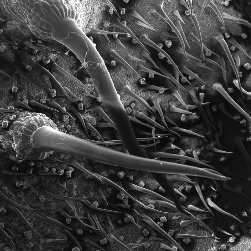 magnified image of plant trichomes