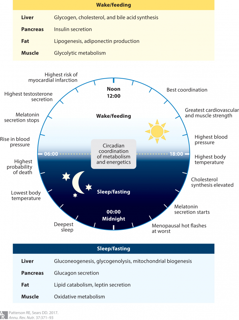 circadian rhythm fasting research
