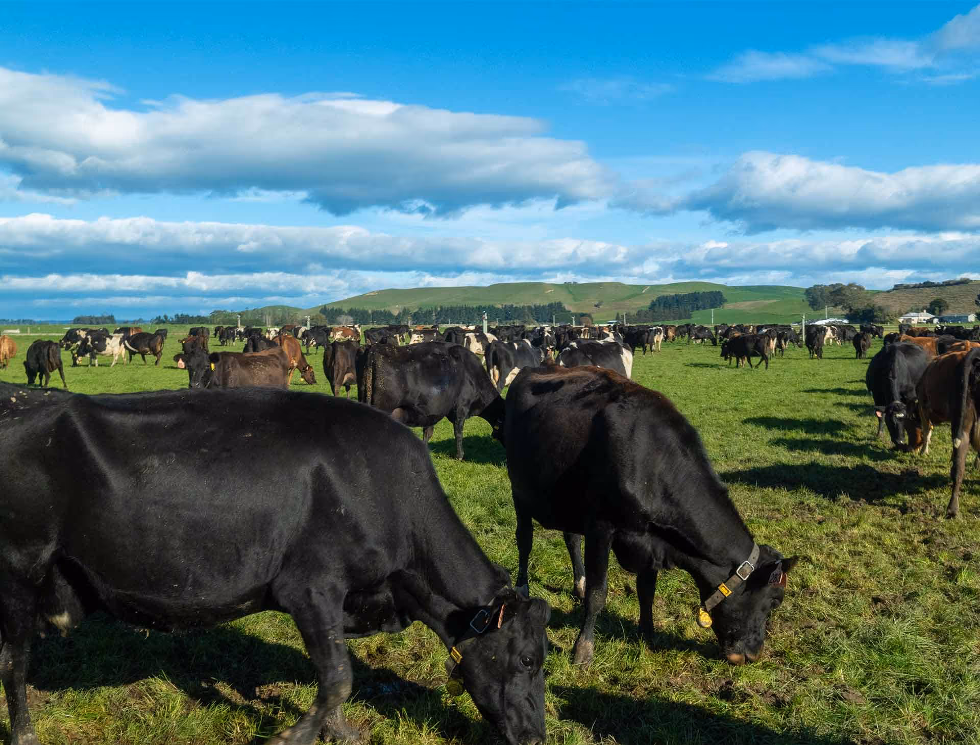 Cows in an NZ paddock wearing Active Tag collars