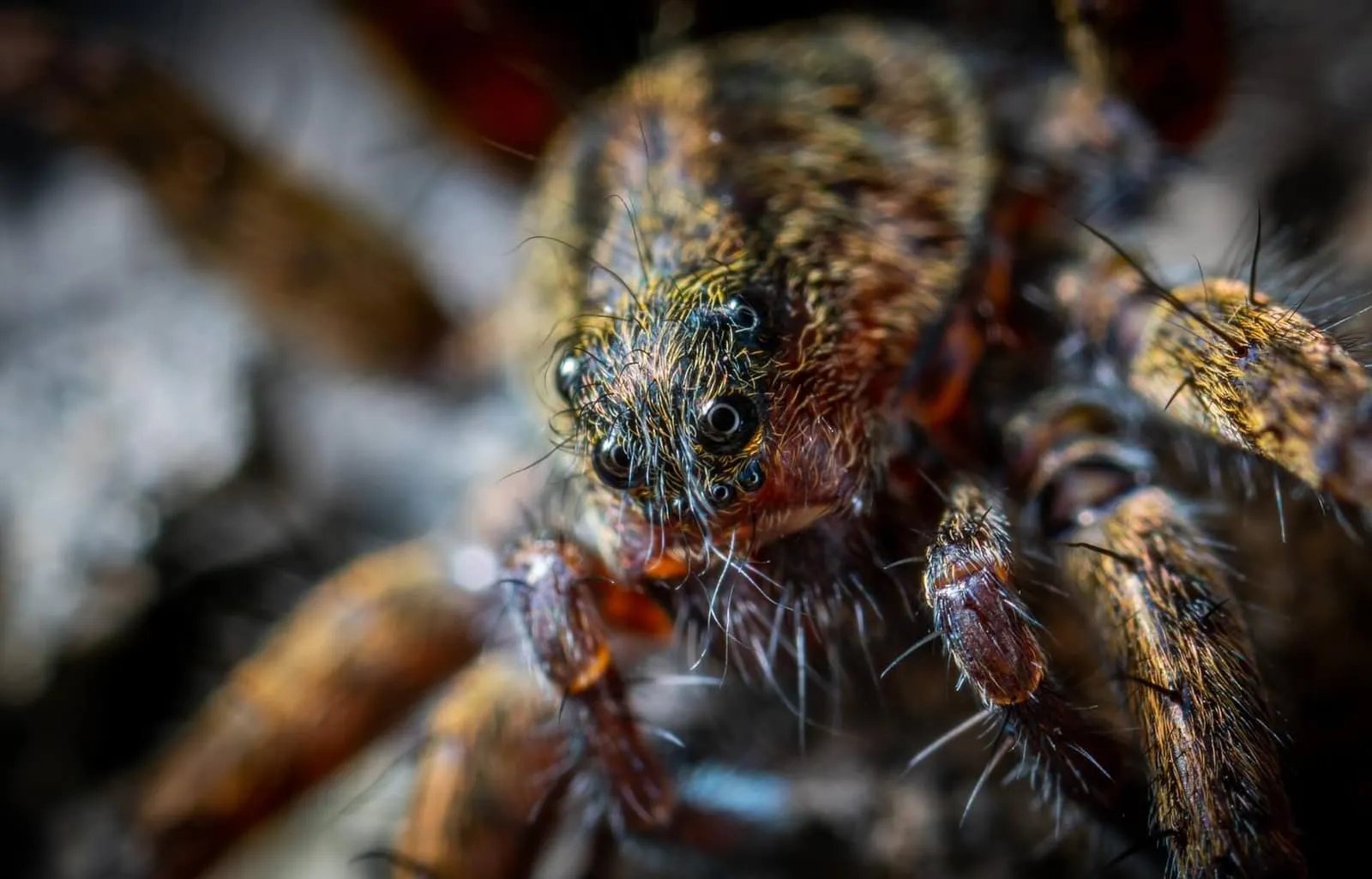 How often to spray for spiders?
