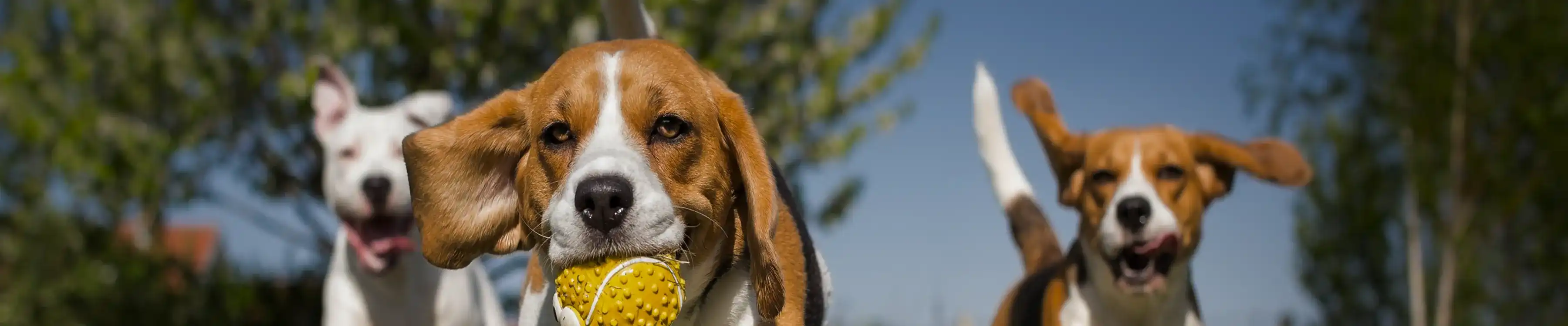 Request  a Veterinary Appointment in Wayne, NJ