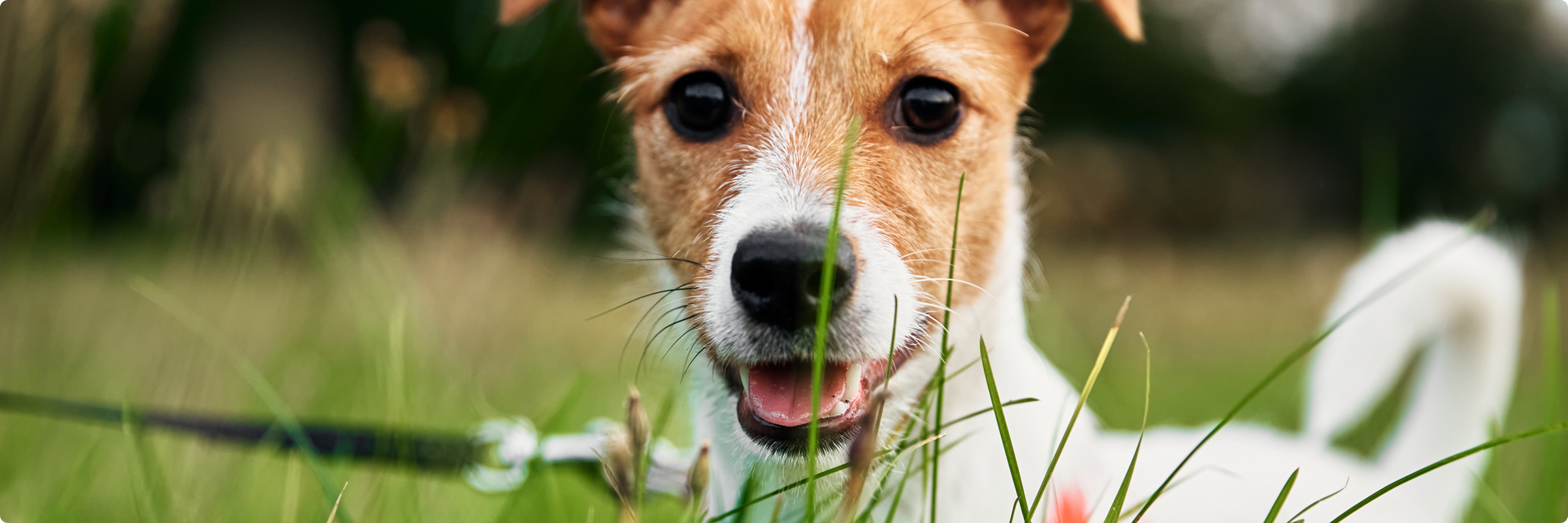 puppy in grass