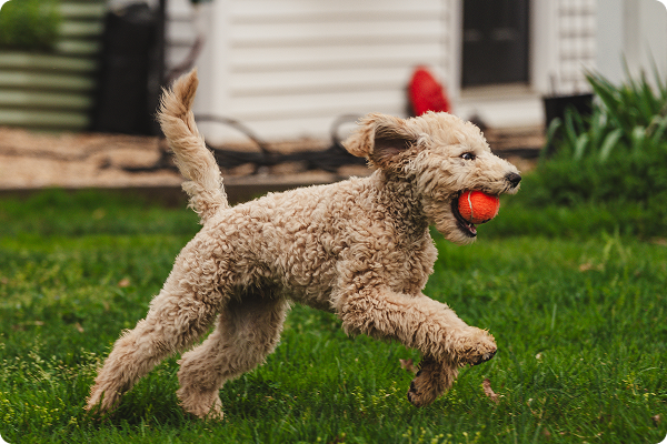 puppy with ball