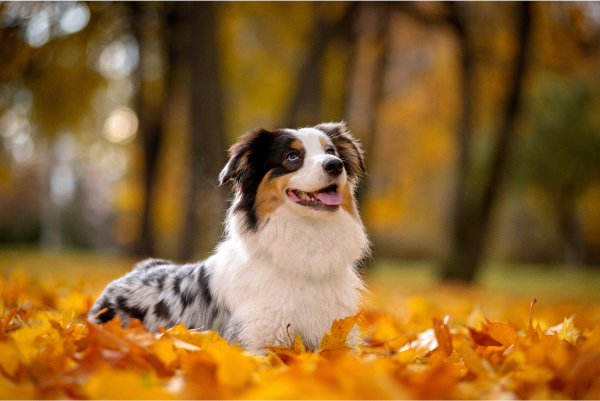 dog in orange fall leaves