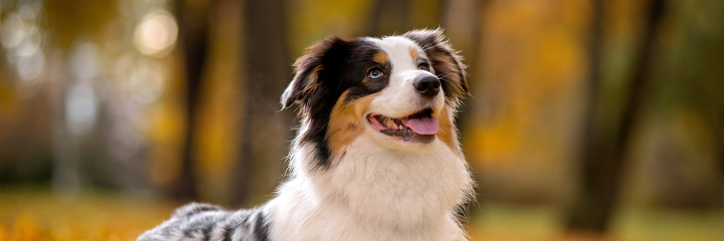 dog in orange fall leaves
