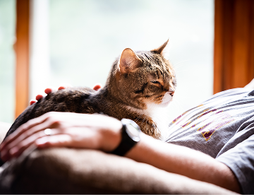 cat on owner's lap
