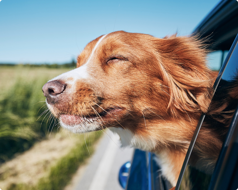 Dental Care at Packanack Veterinary Hospital