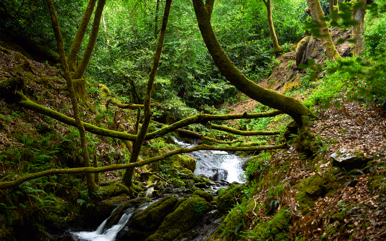Trails and Tales Gallery Photo