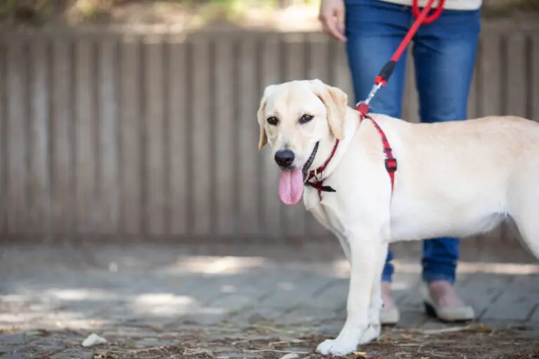盲導犬と一緒に散歩している