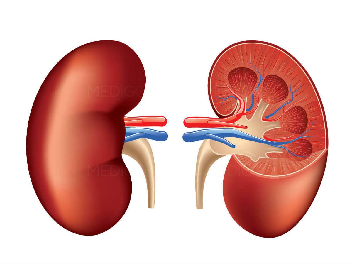 How to Boost Kidney Function Naturally