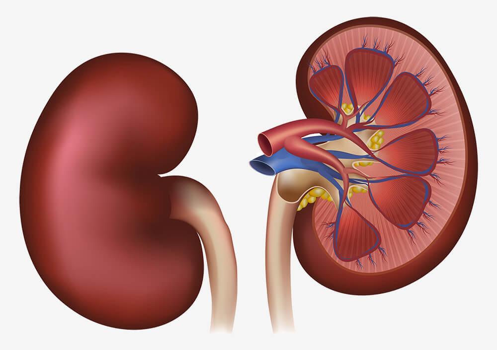 Which Is Not a Function of the Kidneys