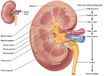 Hypernourish Your Kidneys11