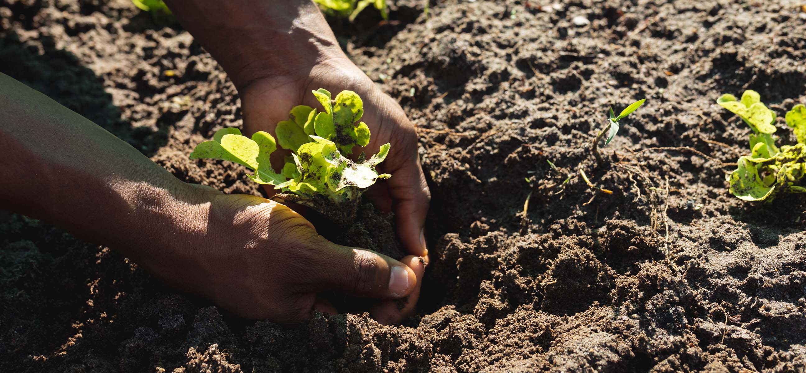 Close-up of hands planting a young green seedling in dark, freshly turned soil.