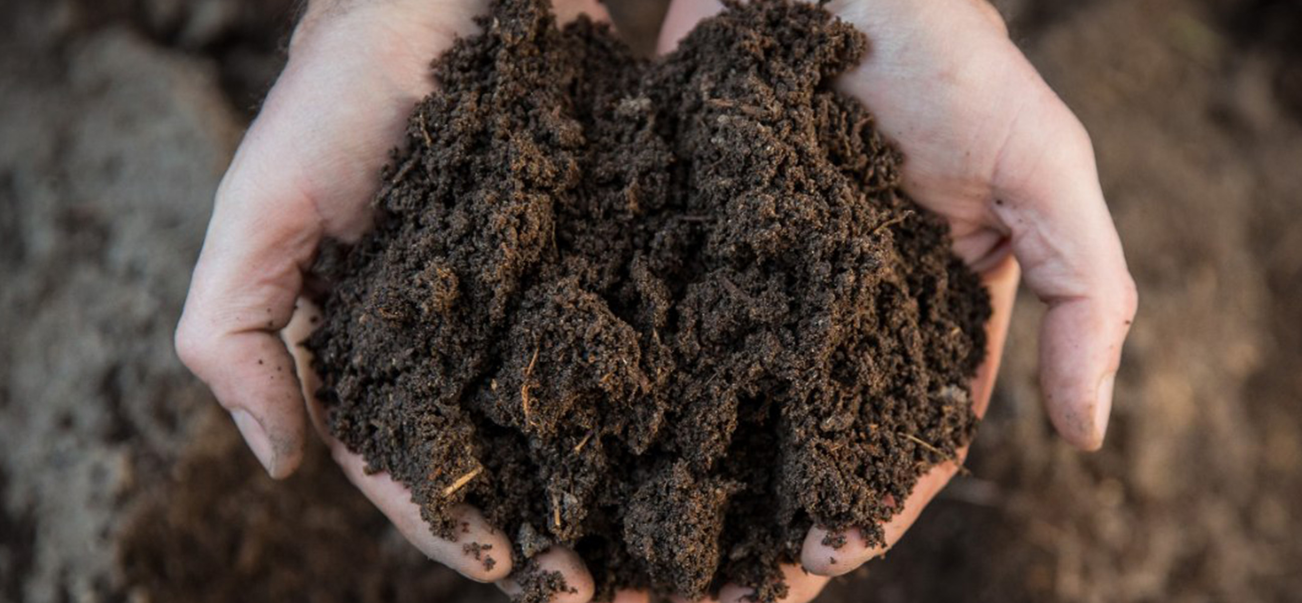 Close-up of cupped hands holding rich, dark soil.