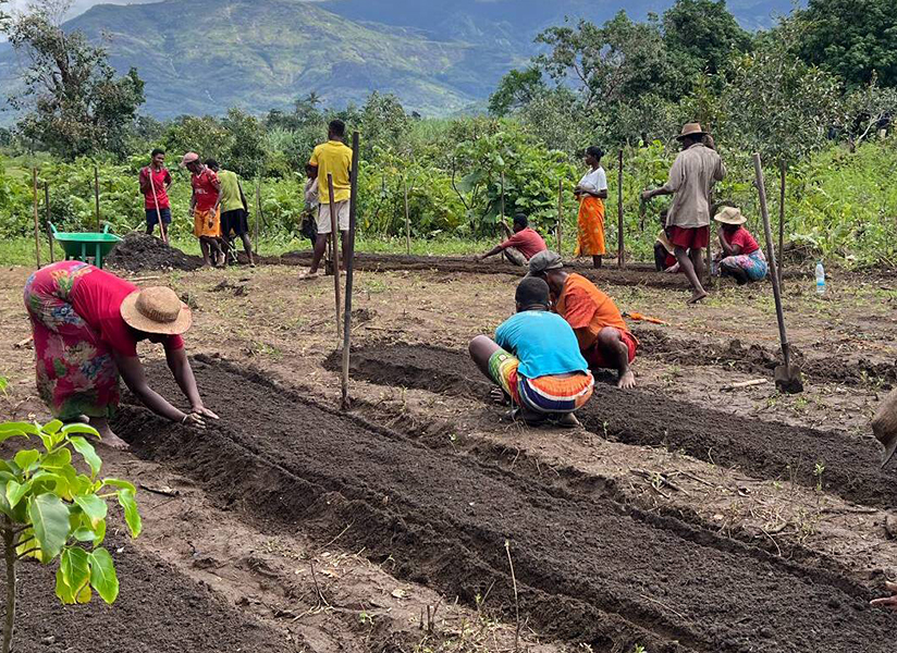 Community members work together, planting rows of seedlings in freshly turned garden beds.