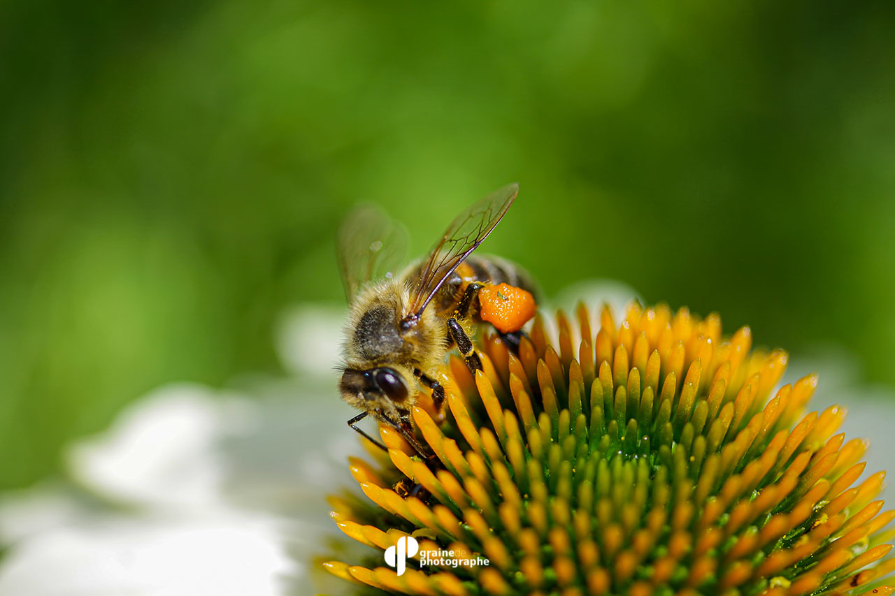 Photographie en extérieur - Image 4