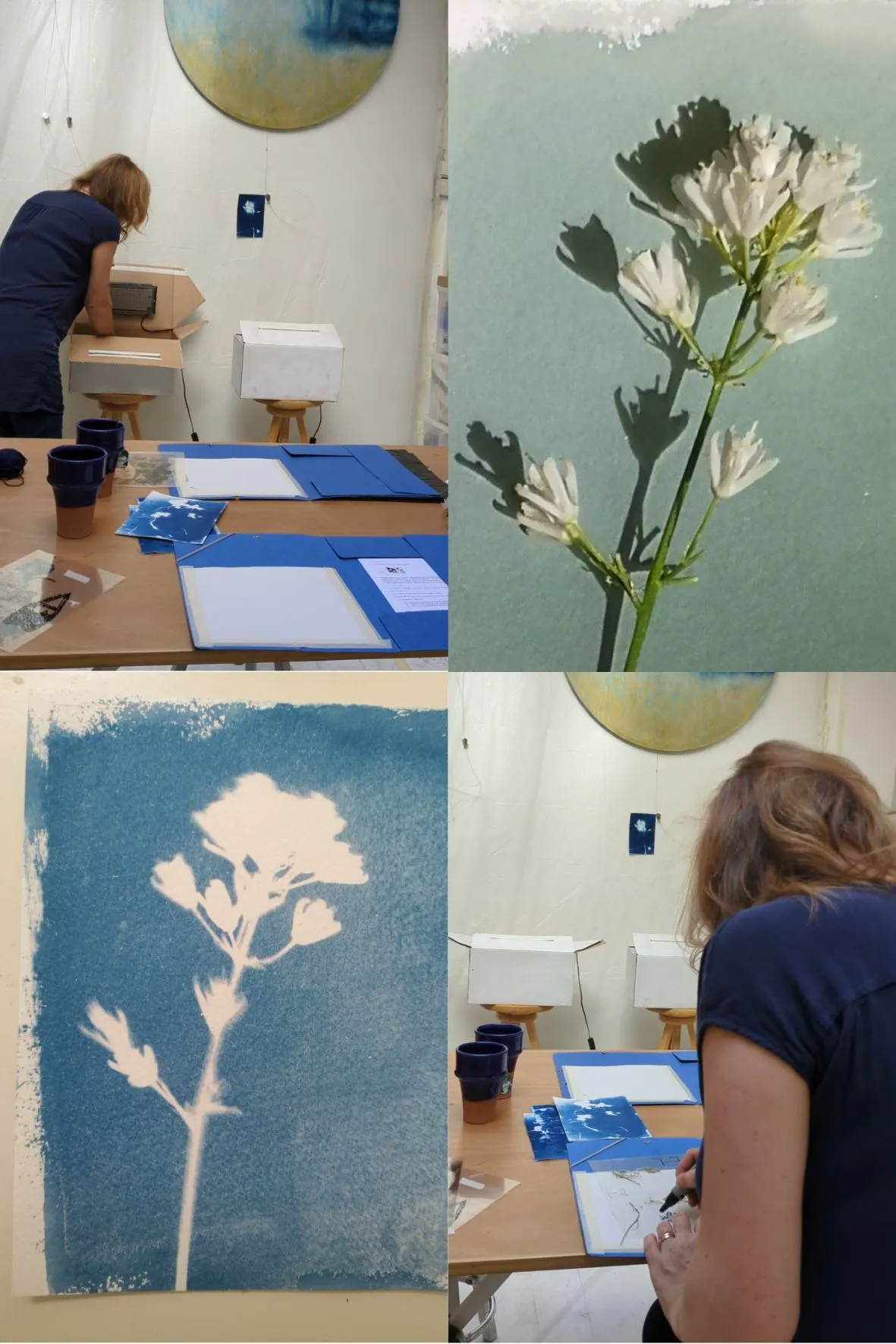Initiation au cyanotype - Image 8
