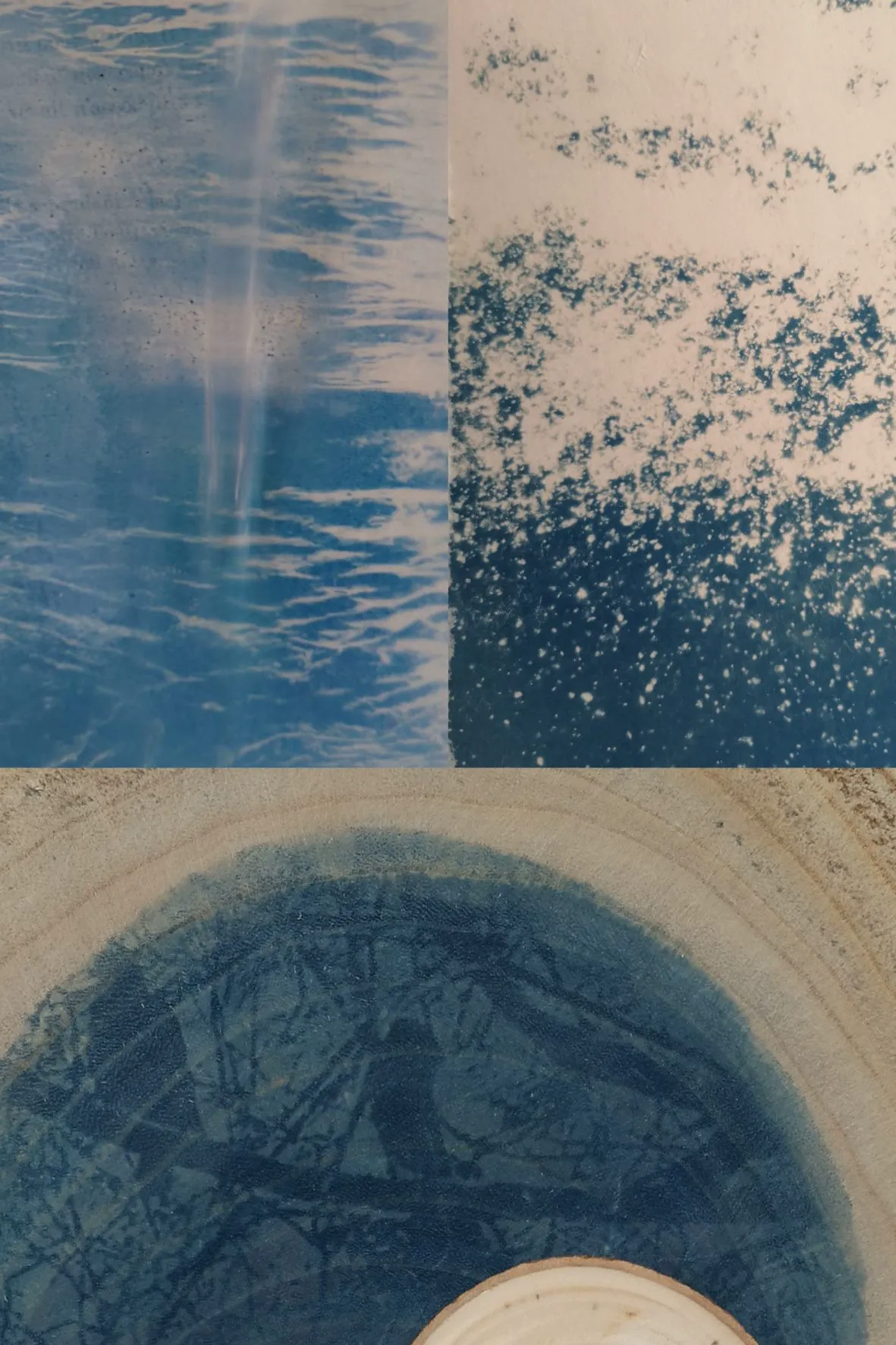 Initiation au cyanotype - Image 6