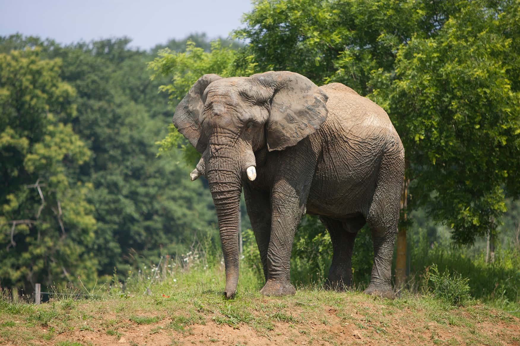 Un éléphant majestueux se tient sur une colline verdoyante, entouré de végétation dense et d'arbres. 
