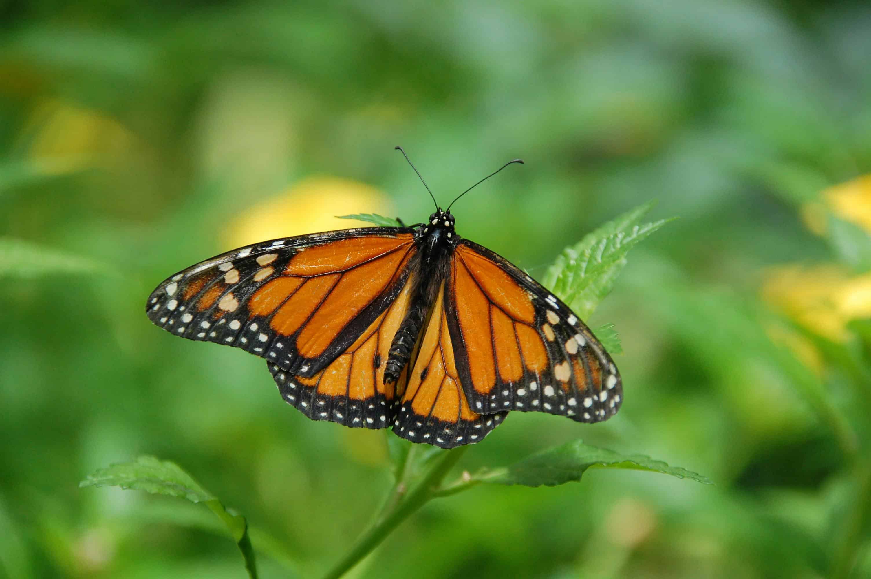 Papillon orangé posé sur l'extrémité d'une tige les ailes ouvertes.