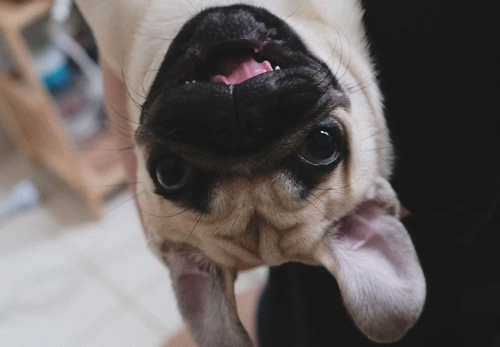 Close-up of an upside-down pug dog with wide eyes and its mouth slightly open.