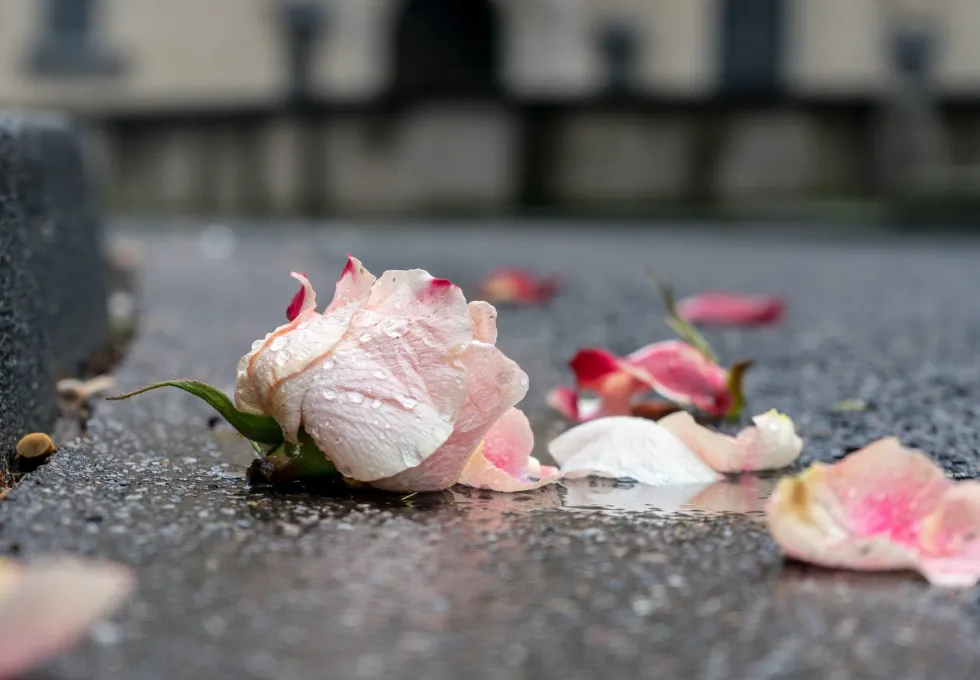 Close-up of a pale pink rose with water droplets lying on wet pavement surrounded by scattered petals.