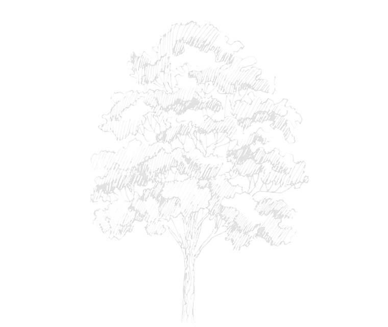 White pencil sketch of a leafy tree with detailed branches and a sturdy trunk on a transparent background.