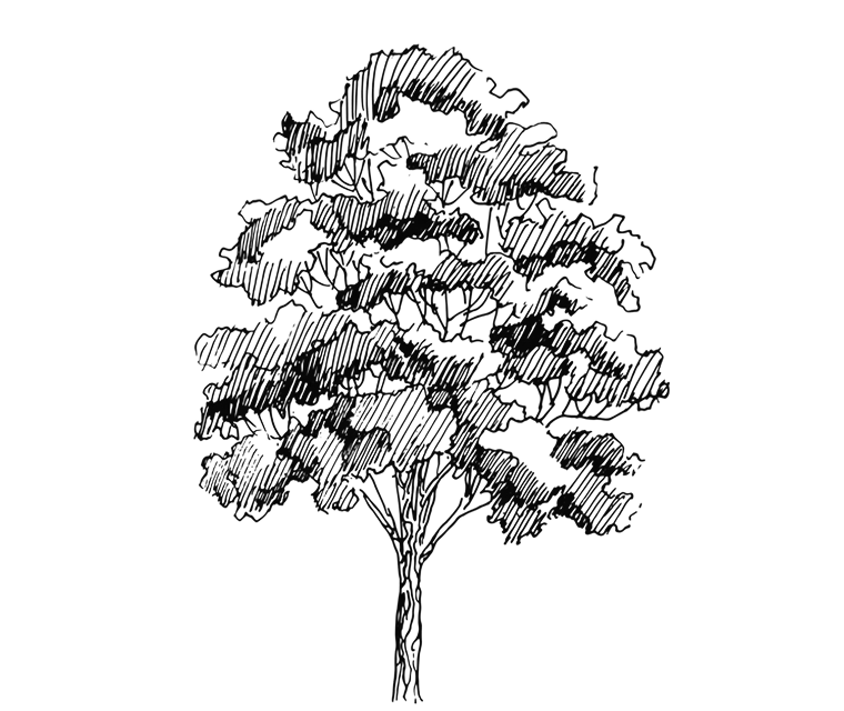 Silhouette of a broad, leafy tree with a thick trunk against a black background.