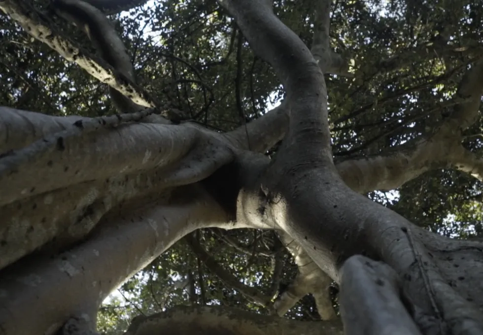 View looking upward at the thick trunks and branches of a large tree with dense foliage.