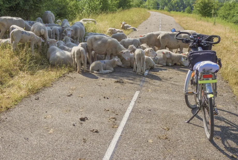 Group of sheep and lambs resting and standing on a paved rural road next to a parked bicycle.