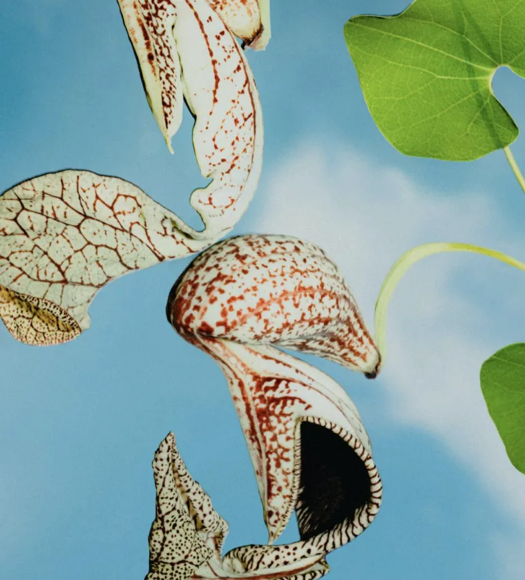 Close-up of speckled seed pods and green leaves against a blue sky background.