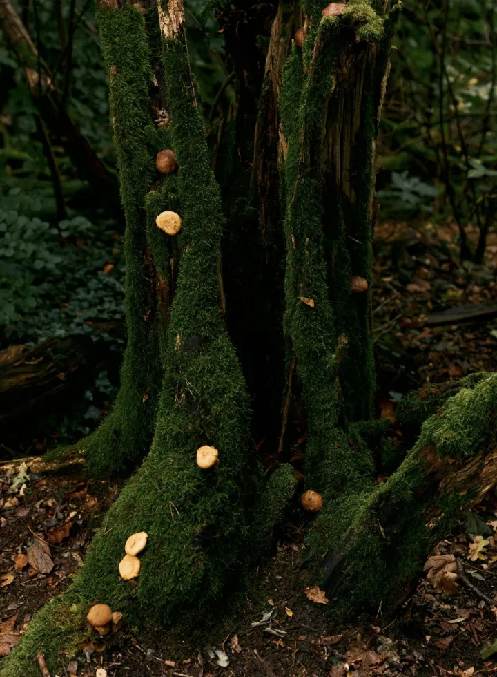 Moss-covered tree stump in a forest with small brown and beige mushrooms growing on it.