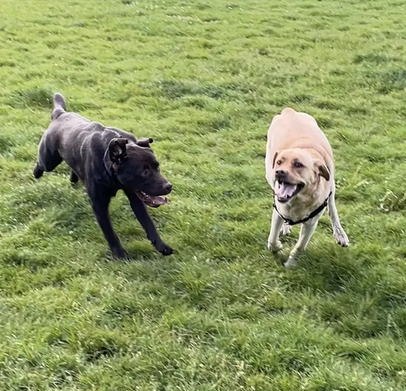 Dogs playing in a dog park.