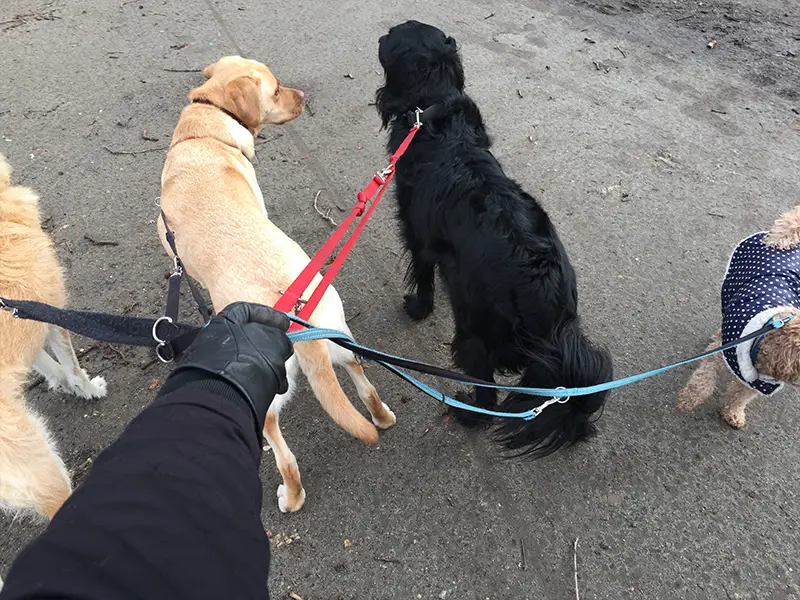 Photo of dogs on leashes in a city.