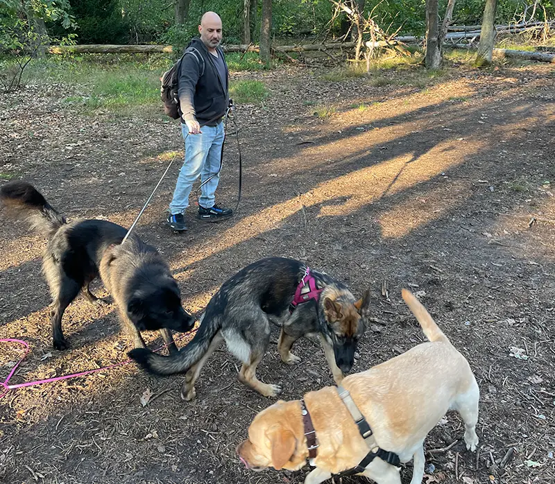 Photo of a dogwalker walking dogs in a forest.
