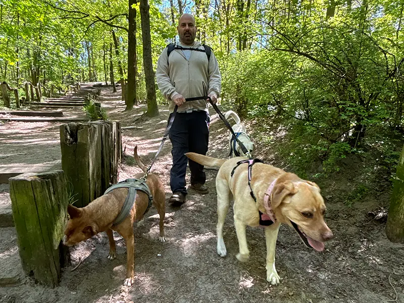 Photo of a dogwalker walking dogs in a forest.