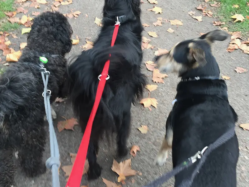 Photo of a dogs in a forest.