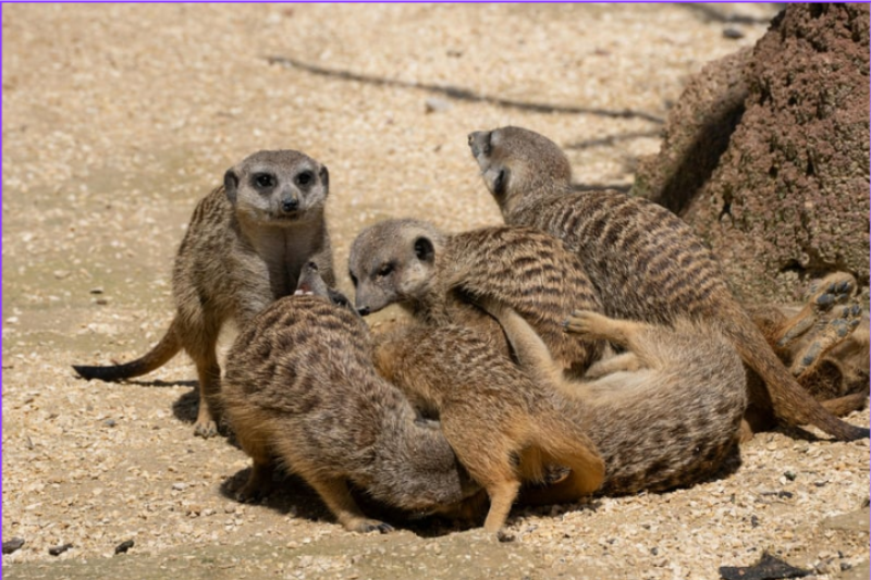 image of safety hazard identification (for a home inspector)