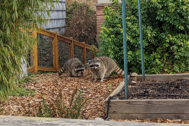 image of safety hazard identification (for a home inspector)