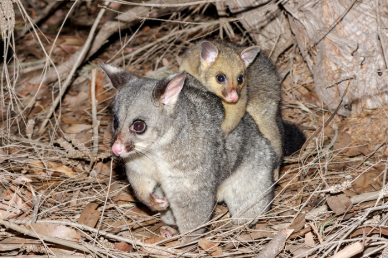 Baby Season: Why June Is Peak Wildlife Invasion Month in Michigan