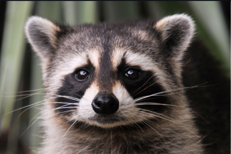 Raccoons in the Attic? Here's What They're Really Doing Up There