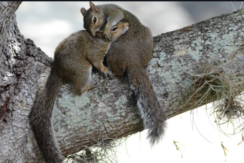 Squirrels Chew More Than Nuts: The Hidden Fire Risk in Your Roof